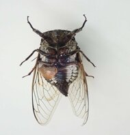 1匹で“雌雄が交ざった”クマゼミを小5男子が採集…博物館員も驚く発見をした“虫博士”に聞いた