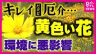 『黄色い花』は危険な「侵略者」道路沿いや子供遊ぶ公園にも　あちこちに咲く“オオキンケイギク”の脅威