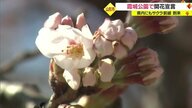 山形に“サクラ前線”到来 霞城公園 3月中初の開花宣言　鶴岡公園では名物「ぼんぼり」設置【山形発】