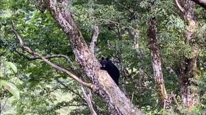 車をのぞき食料を狙う!?大胆なクマの目撃情報も 専門家から学ぶクマとの付き合い方【富山発】