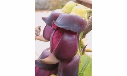 “咲くと国家的な事変が起こる”トビカズラが5年ぶりに開花…どんな植物なのか聞いてみた