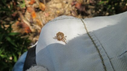 マダニにかまれたら症状は？感染症にかかると死亡することも…身を守る3つの予防と悪化させないための対処法｜FNNプライムオンライン