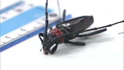 【注意】バラ科の樹木を食い荒らす特定外来生物「クビアカツヤカミキリ」県内で初確認【香川・小豆島町】