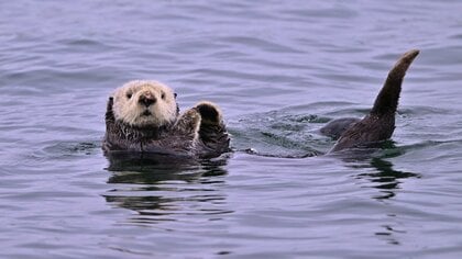 ラッコが初めて日本の水族館にきたのは約40年前！ピークの122頭から現在1館2頭になった「ラッコ事情」をひもとく