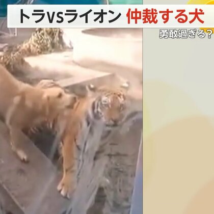 “トラVSライオン”　けんかを仲裁する“勇敢すぎる犬”　実は2頭の「お母さん」のような存在　中国・江蘇省
