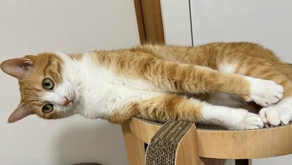 「落ちますよ」ピーンと真横に伸びた愛猫の体勢が重力を感じさせない…何をしていたのか状況を飼い主に聞いた