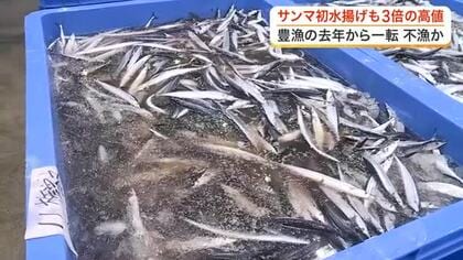 待望のサンマ初水揚げも不漁の影響で価格は去年の３倍に　女川や気仙沼で１カ月遅れの水揚げ〈宮城〉