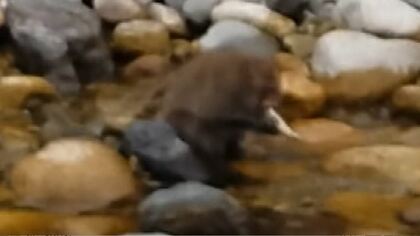 謎が深まるサルの生態　夏場では「世界初」川魚を捕まえて食べる　専門家も驚き！これまでは冬場だけと　　