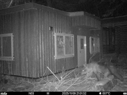 【ヒグマの写真あり】札幌・円山動物園でクマ侵入か_園内の複数箇所で足跡発見...窓枠に取り付けられた金網が破損も_電気柵設置し警戒強化〈北海道〉