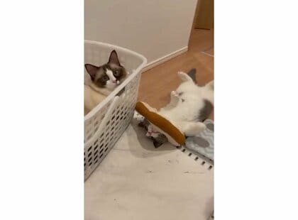 「風呂の出待ちが可愛すぎた」“へそ天”で飼い主を待つ猫がかわいい…先回りもする!?  2匹について聞いた