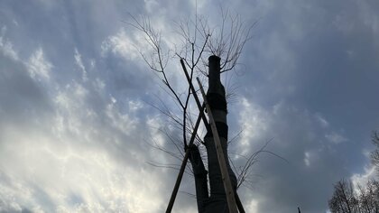 樹木を伐採から守る東京都の「ツリーバンク制度」とは？移植先が決まるまで預かり最大30本程度を収容　毎月目視で健康状態チェックも