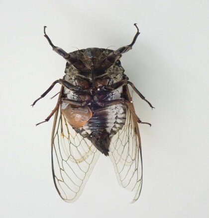 1匹で“雌雄が交ざった”クマゼミを小5男子が採集…博物館員も驚く発見をした“虫博士”に聞いた