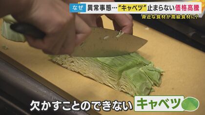 1玉500円超え」も… 高騰するキャベツ価格が家計を直撃 平年の3倍以上の