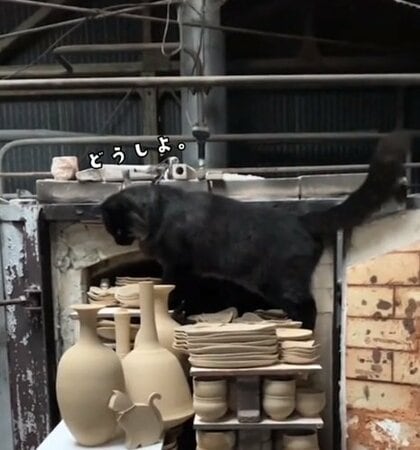 割られるかと思ってヒヤヒヤ」陶芸家と暮らす猫が作品に囲まれ大ピンチ