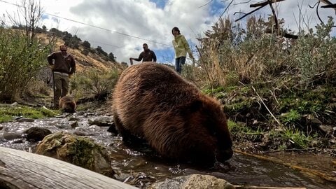 山火事の延焼を抑える“小さな救世主”ビーバー　ダムを作る習性を生かし、失われた自然を取り戻す