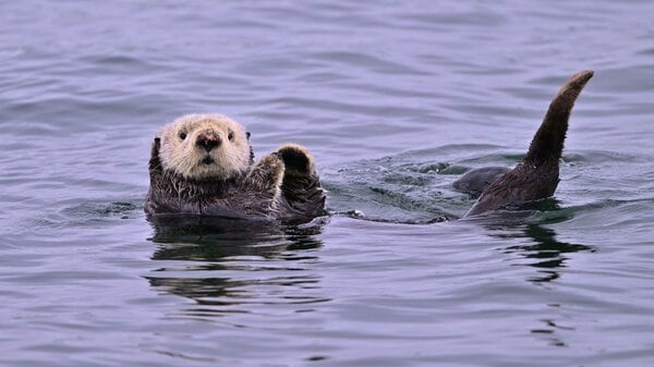 ラッコ img_ee65de5820f52ebe5adf2c99eb