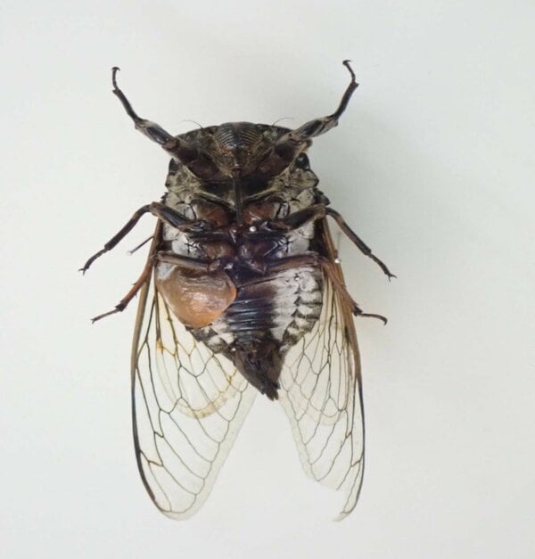 1匹で“雌雄が交ざった”クマゼミを小5男子が採集…博物館員も驚く発見を