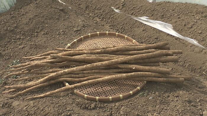 大分市の購入額が全国1位となったゴボウ