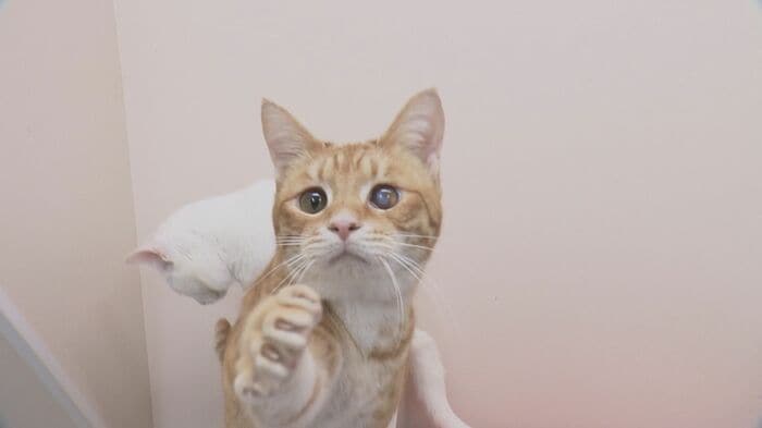 アミティエに保護されたネコたち