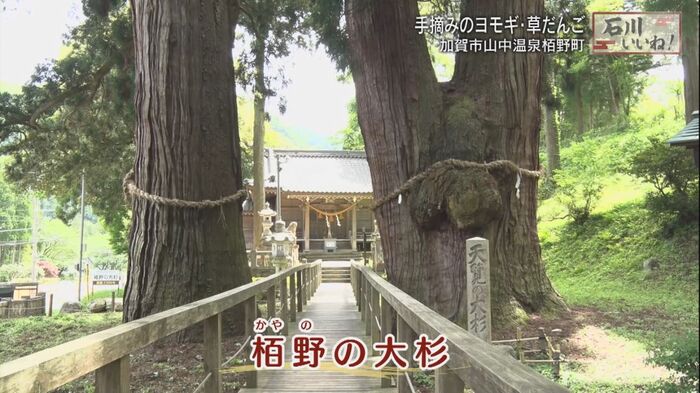 国の天然記念物 栢野の大杉