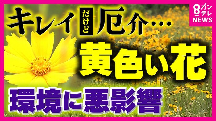 オオキンケイギク