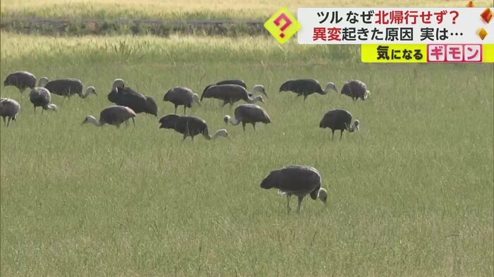 エサを探す鹿児島・出水平野のツルたち
