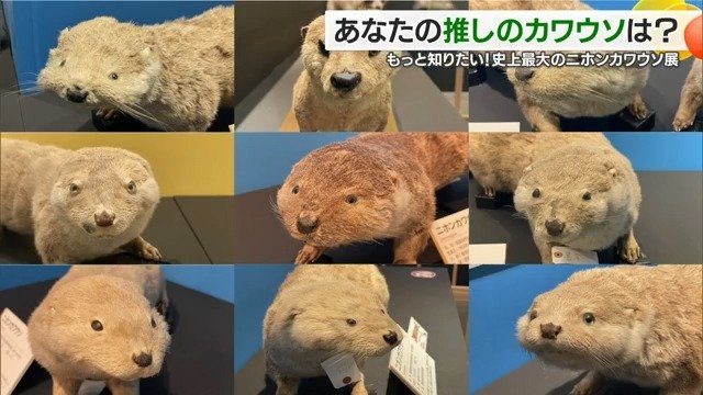 43体のはく製から「推しのカワウソ」を選ぶ