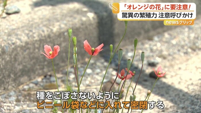 駆除する際も注意が必要な「ナガミヒナゲシ」