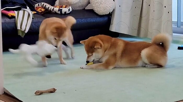 左:ぬいぐるみを振り回して遊ぶわらびちゃん 右:おとなしく遊ぶこむぎくん