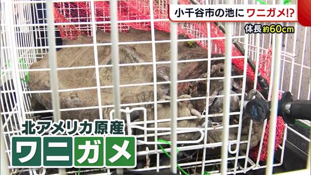 池で釣り上げたのは“ワニガメ”! 体長60cm・凶暴な“特定動物”がなぜ?【新潟・小千谷市】