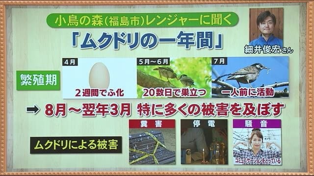 市街地に集まり人々を悩ませる”アノ”鳥…ムクドリってどんな鳥!?【福島発】