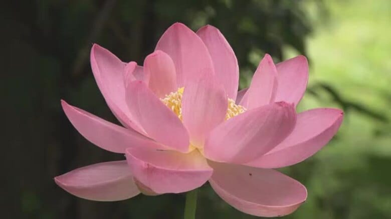 約１０００年前の種から現代に　松山で古代ハスが今年も開花　清らかな姿で魅了“太鼓のロマン”【愛媛】｜FNNプライムオンライン