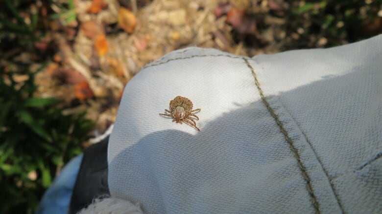 マダニにかまれたら症状は？感染症にかかると死亡することも…身を守る3つの予防と悪化させないための対処法｜FNNプライムオンライン