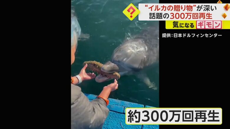 【300万回再生】巨大ナマコにヒトデも…イルカの贈り物には深い理由　契機は人間による海洋汚染　香川・さぬき市｜FNNプライムオンライン