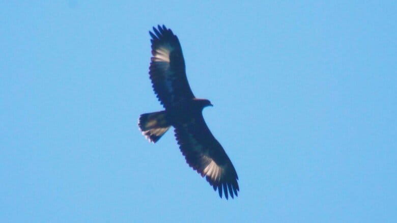 「幻の鳥」イヌワシの幼鳥が県内で確認される　全国わずか500羽の希少種が繁殖｜FNNプライムオンライン