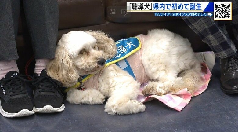 「聴導犬」広島県内で初めて誕生　玄関チャイムや目覚まし時計…日常生活で必要な音を教える役割｜FNNプライムオンライン
