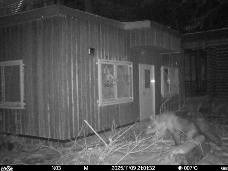 【ヒグマの写真あり】札幌・円山動物園でクマ侵入か_園内の複数箇所で足跡発見...窓枠に取り付けられた金網が破損も_電気柵設置し警戒強化〈北海道〉｜FNNプライムオンライン