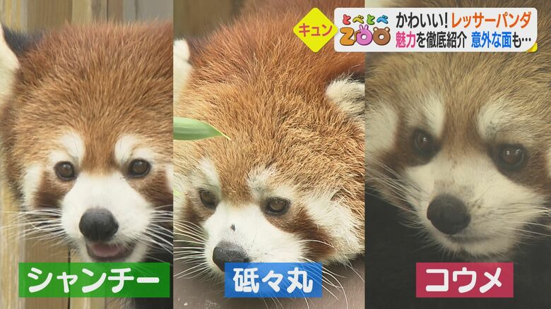 3頭の顔の違い、わかる?