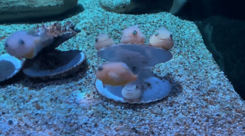 画像:青森県営 浅虫水族館(@AsamushiAqua)より