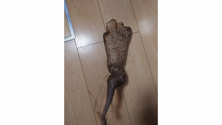 足のような長イモ