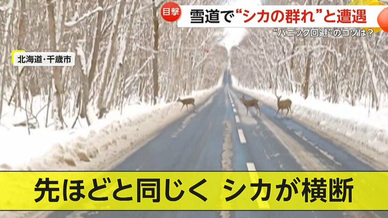 目の前を横切っていった4頭のシカ