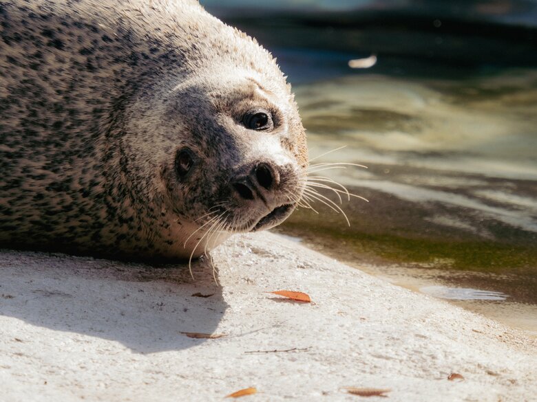 カメラ目線（提供：名古屋市東山動植物園）