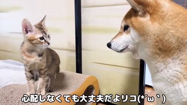 ちょっと大きくなったリサちゃん。リコちゃんの視線があたたかい