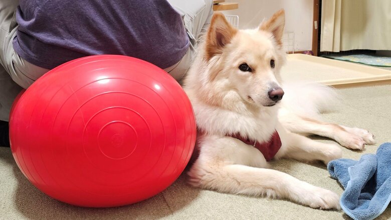 お散歩したい時は圧を掛けることも