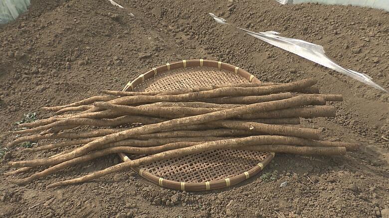 大分市の購入額が全国1位となったゴボウ