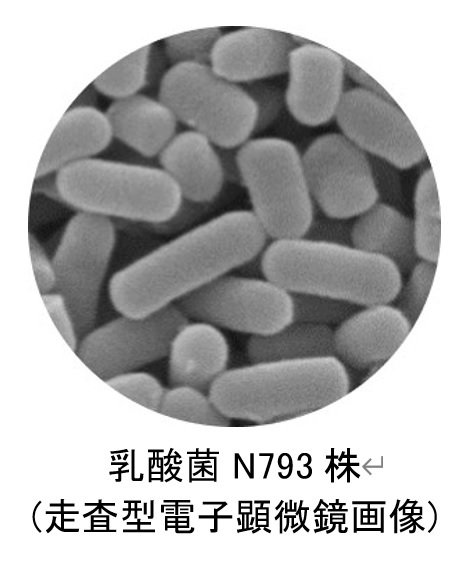 （出典:日清食品ホールディングス）