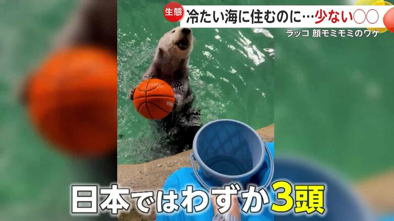 国内で唯一のオスのラッコで、さらに芸達者とあって大人気のリロくん