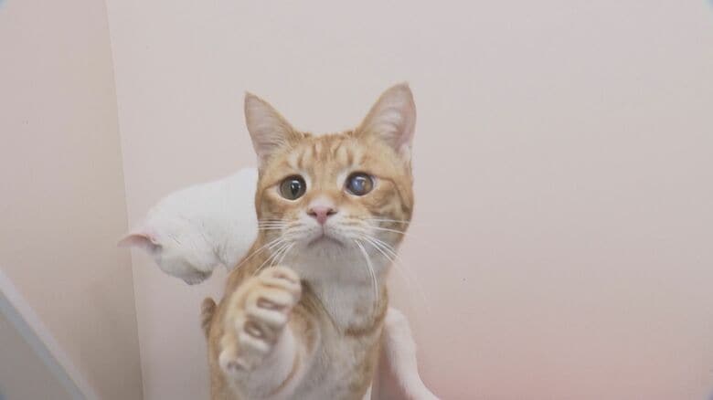 アミティエに保護されたネコたち