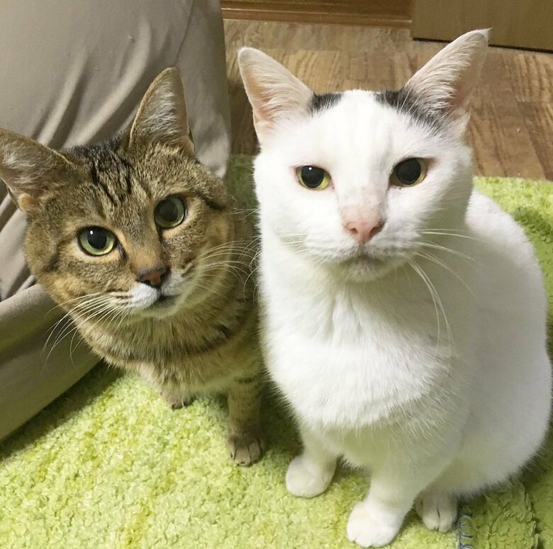 先住猫のくぅとも仲良しならい