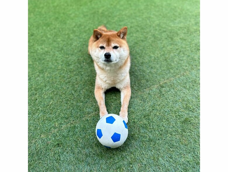 いつも遊ぶ犬用サッカーボール（提供：Nerushibaさん）